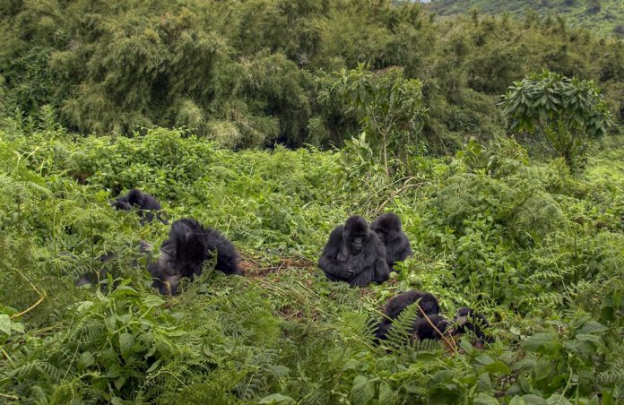 Virunga Gorillas