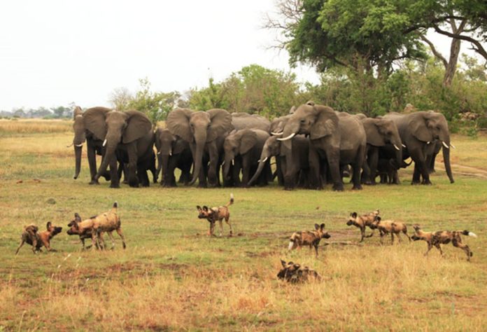 African Elephants