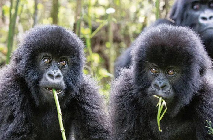 Rwanda Gorillas