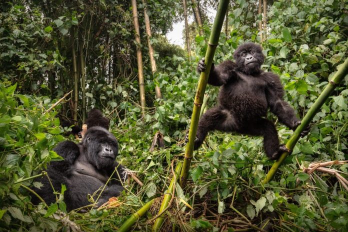 Mountain Gorillas