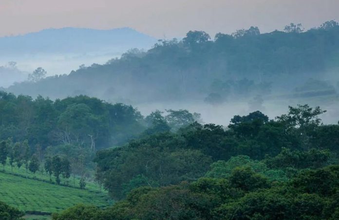 Kibale Forest