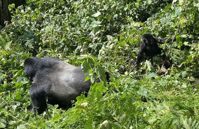 Gorilla Habituation in Bwindi