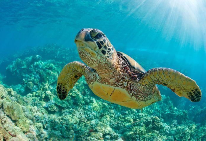 Watamu Sea Turtle