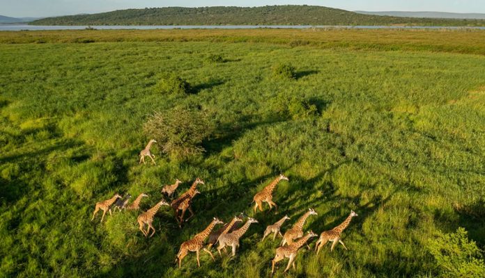 Akagera Wildlife