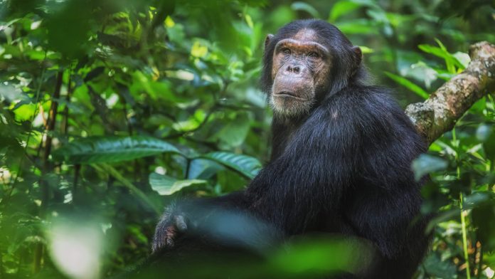 kibale chimpanzee tracking