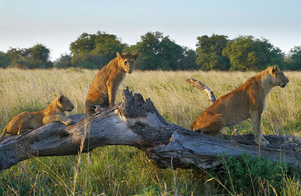 Kidepo Lions