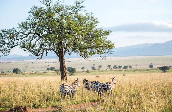 Kidepo Valley National Park