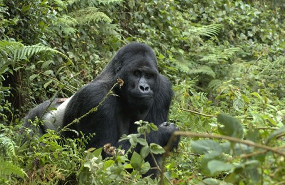 Virunga Lowland Gorilla