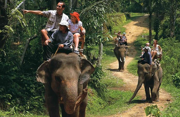 Elephant Trekking