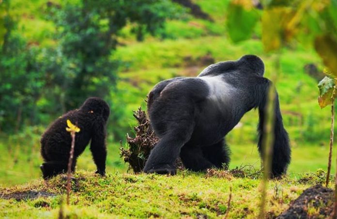 Alpha Mountain Gorilla